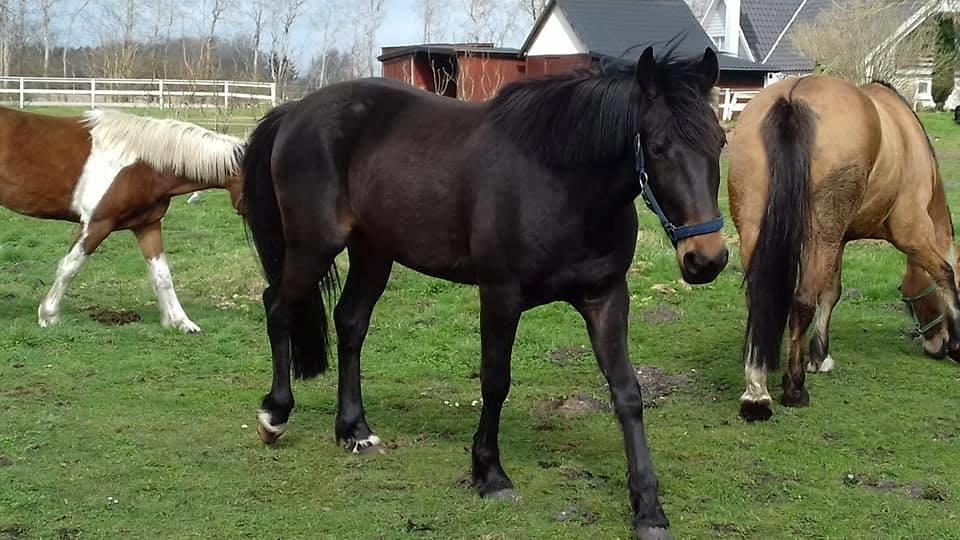 Oldenborg Cheval  billede 8