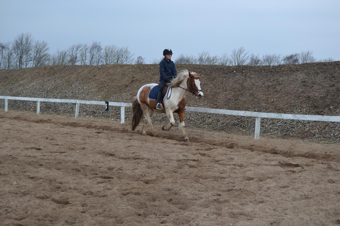 Anden særlig race Susan. (SAVNES!!!) billede 2