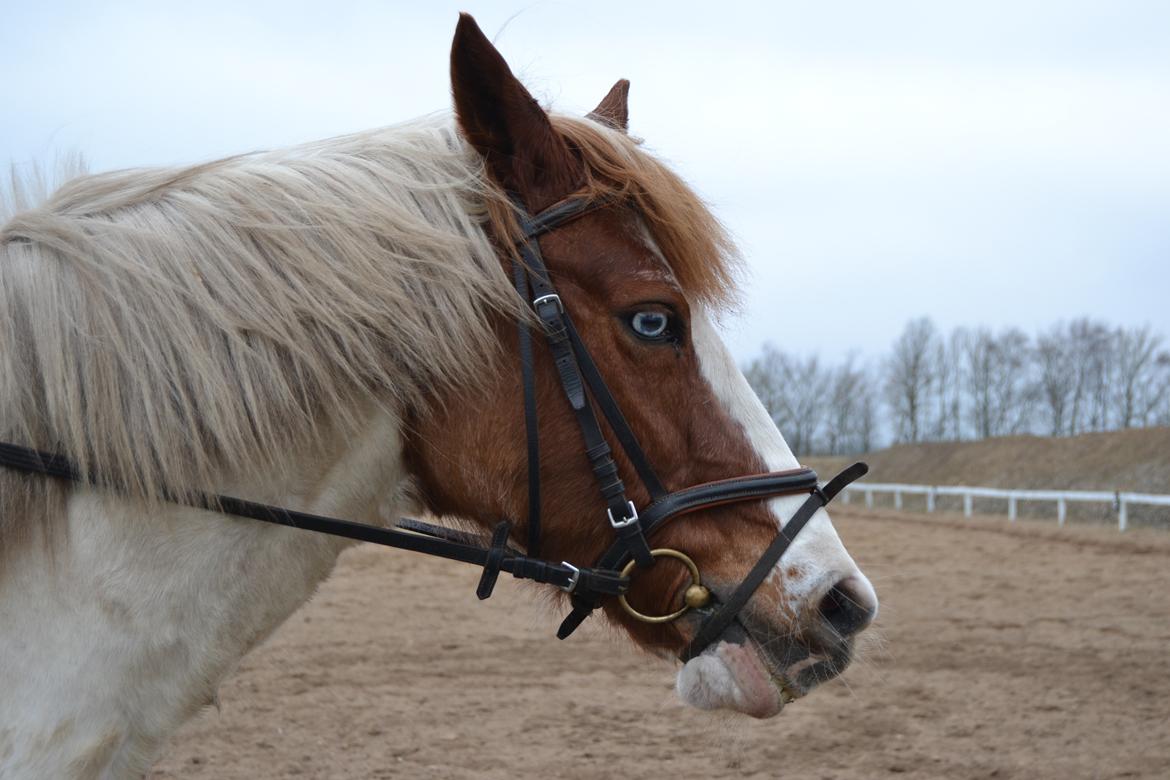 Anden særlig race Susan. (SAVNES!!!) billede 4