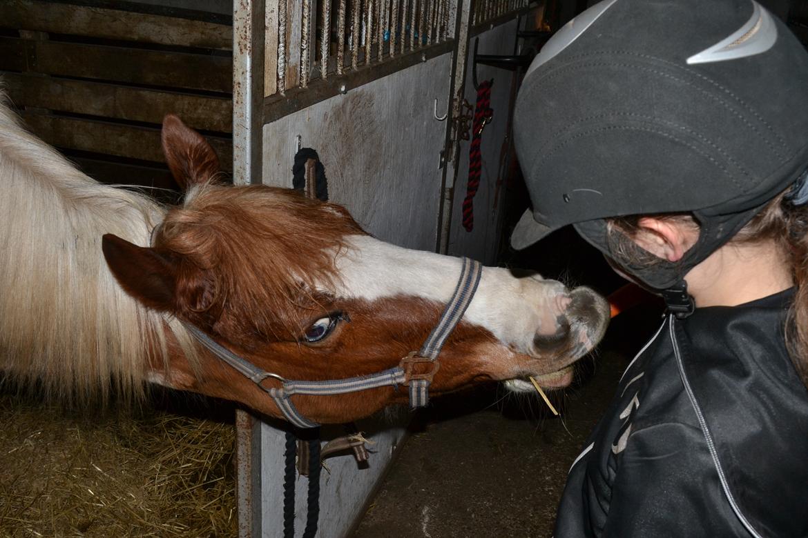 Anden særlig race Susan. (SAVNES!!!) billede 7