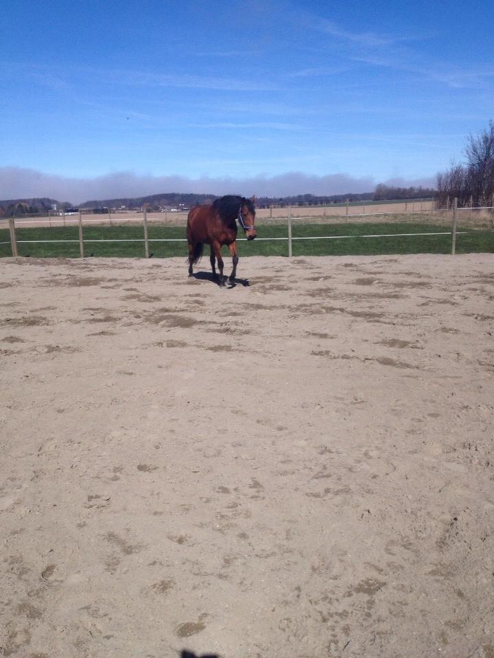 Traver Gunnison (R.I.P)  billede 11