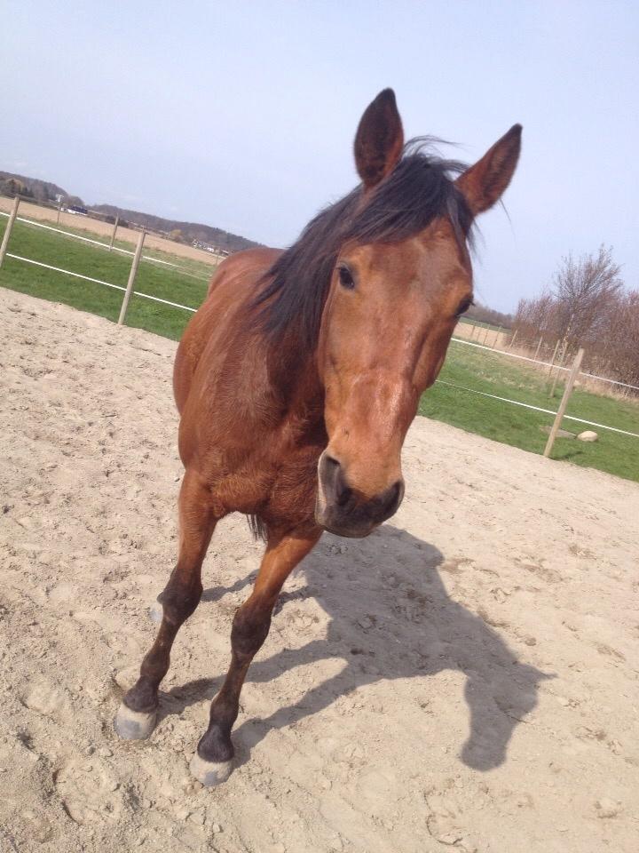 Traver Gunnison (R.I.P)  billede 12