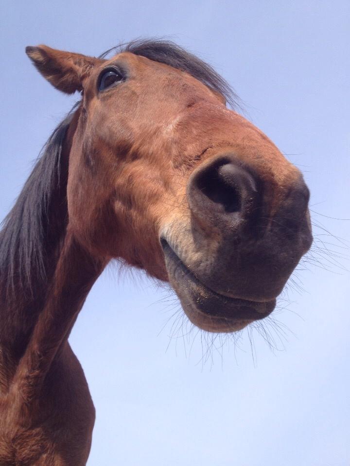 Traver Gunnison (R.I.P)  billede 13