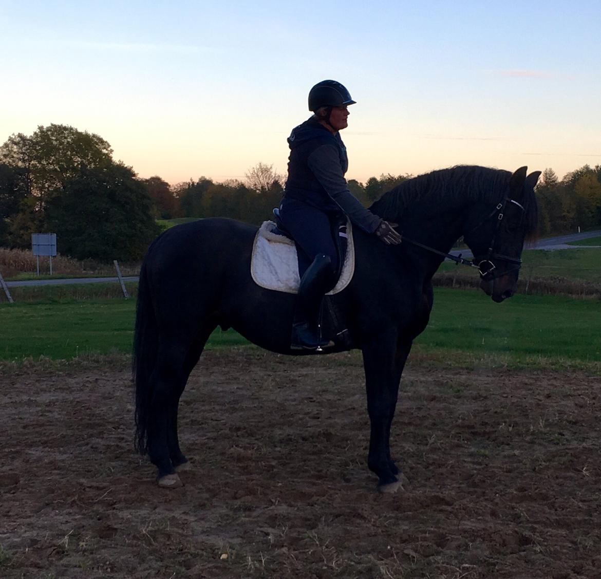 Oldenborg Renti's Zeus billede 16