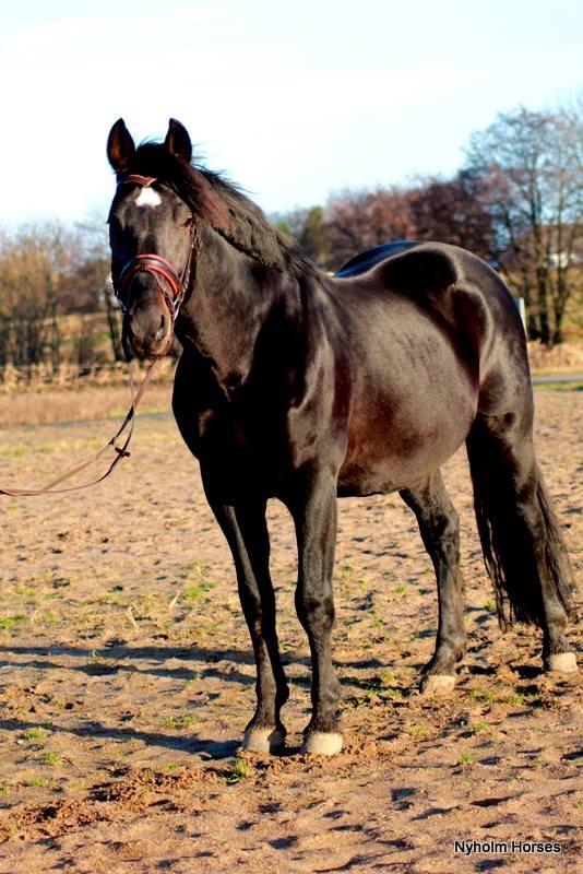 Oldenborg Renti's Zeus billede 17