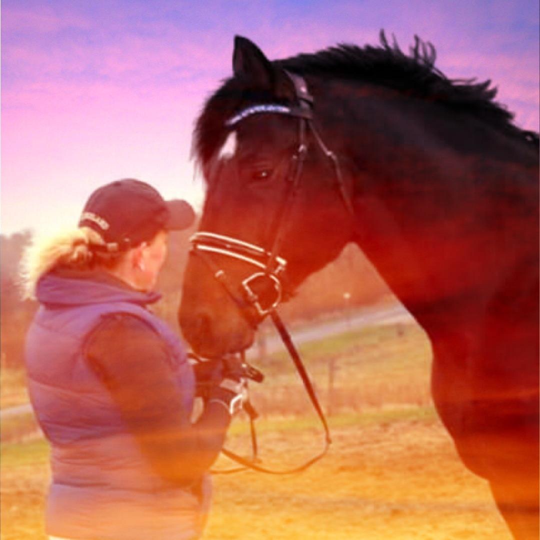 Oldenborg Renti's Zeus billede 19