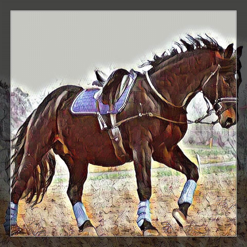 Oldenborg Renti's Zeus billede 21