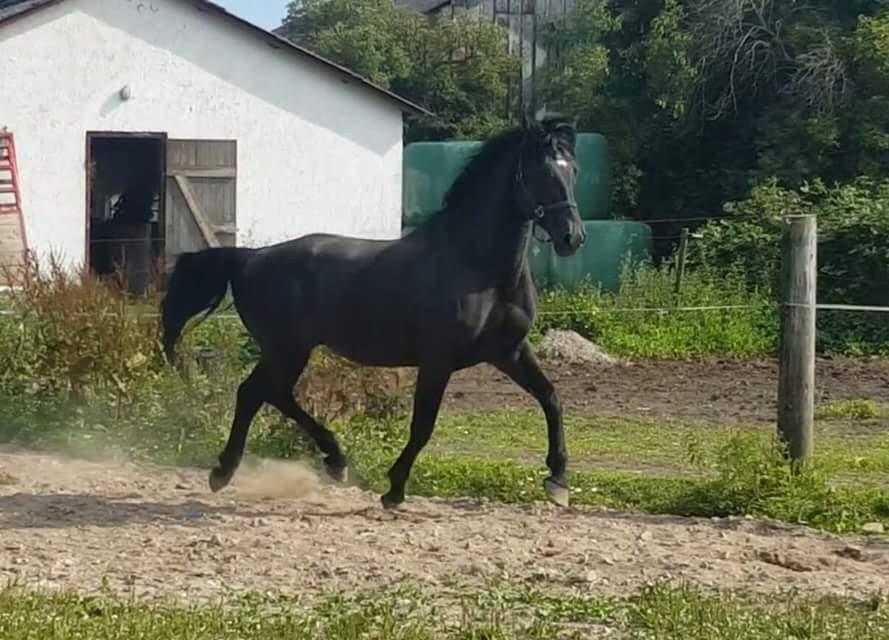 Oldenborg Renti's Zeus billede 24