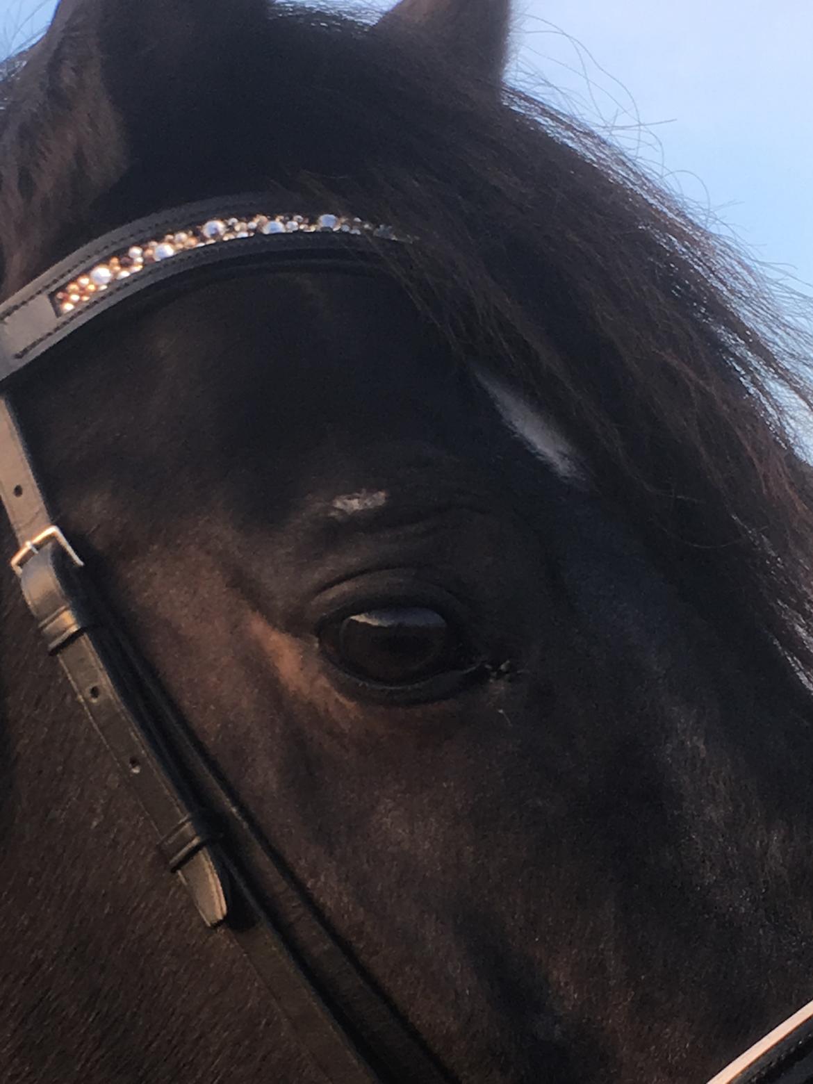 Oldenborg Renti's Zeus billede 23