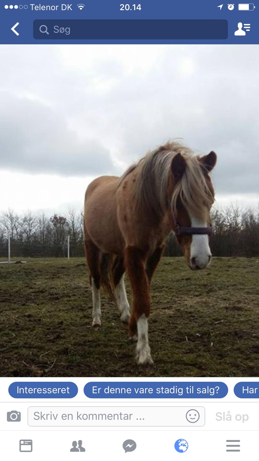 DSP Dragon  billede 2