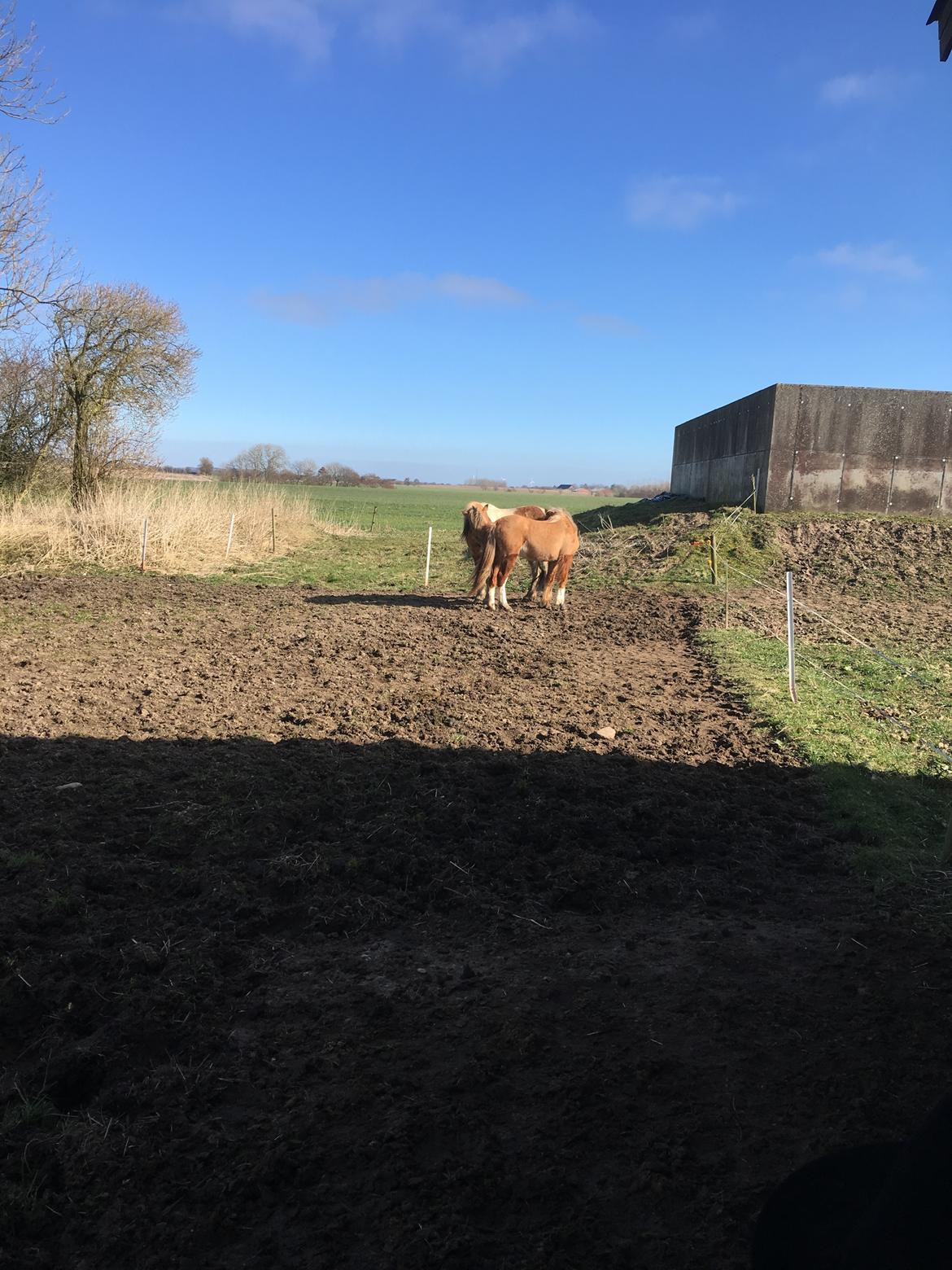 DSP Dragon  billede 5