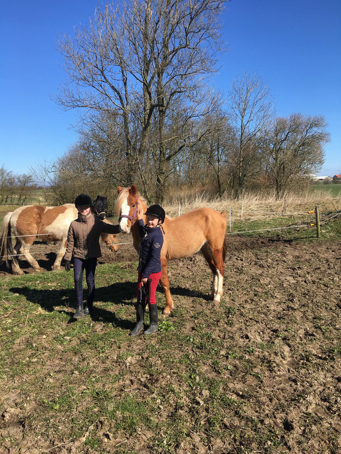 DSP Dragon  billede 3