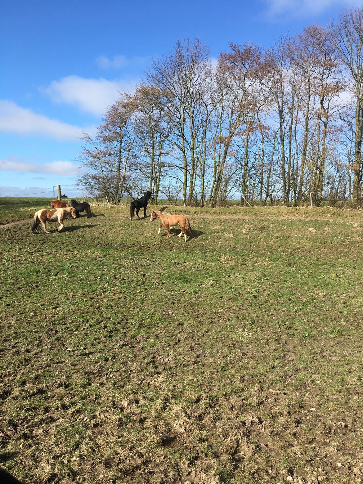 DSP Dragon  billede 4