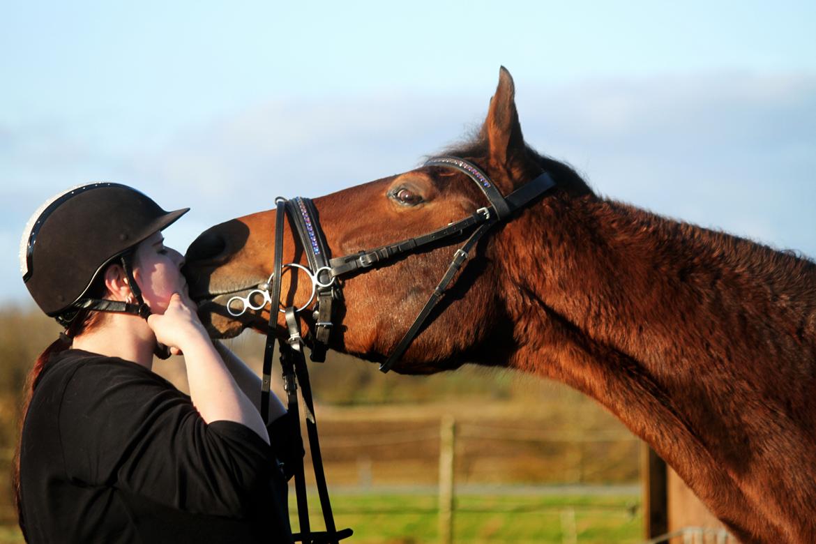 Dansk Varmblod Ørstedslunds Lucky Lady - NYT: Min dejlige Lady mus <3 billede 5