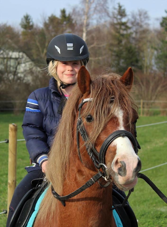 Welsh Mountain (sec A) Melanders Royal Dream - Smuksag 4 års hingst billede 48