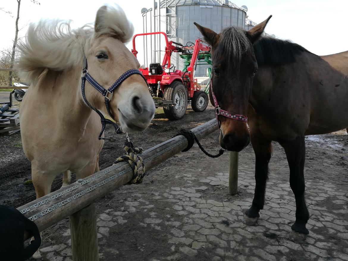 Anden særlig race Sacha  billede 13