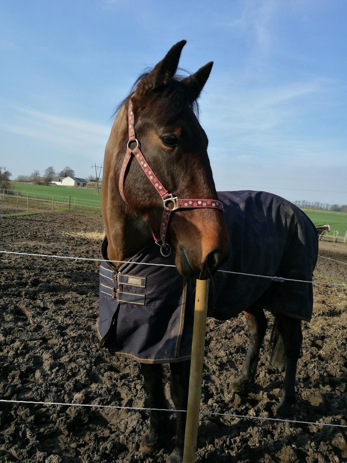 Anden særlig race Sacha  billede 9