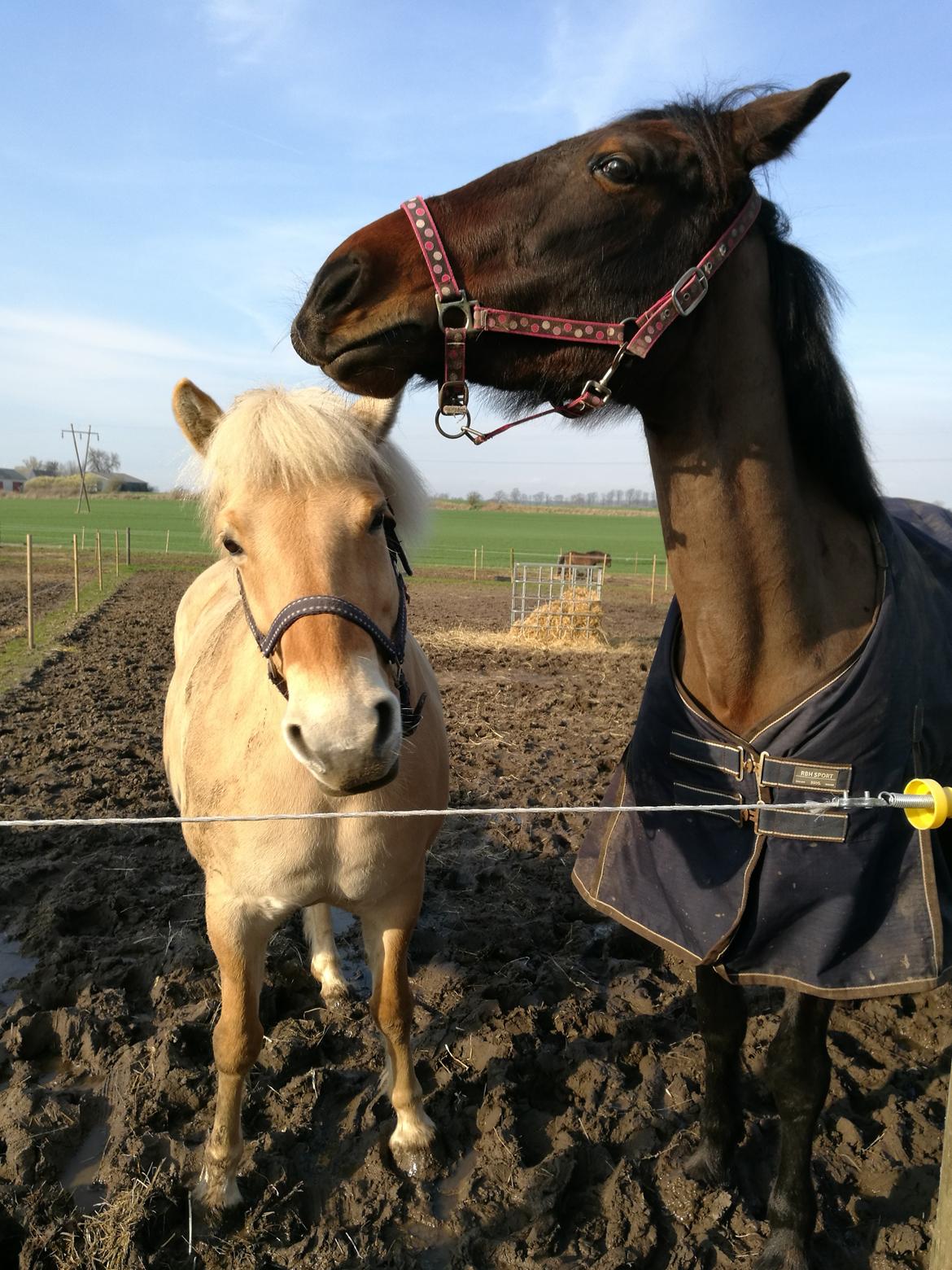 Anden særlig race Sacha  billede 15