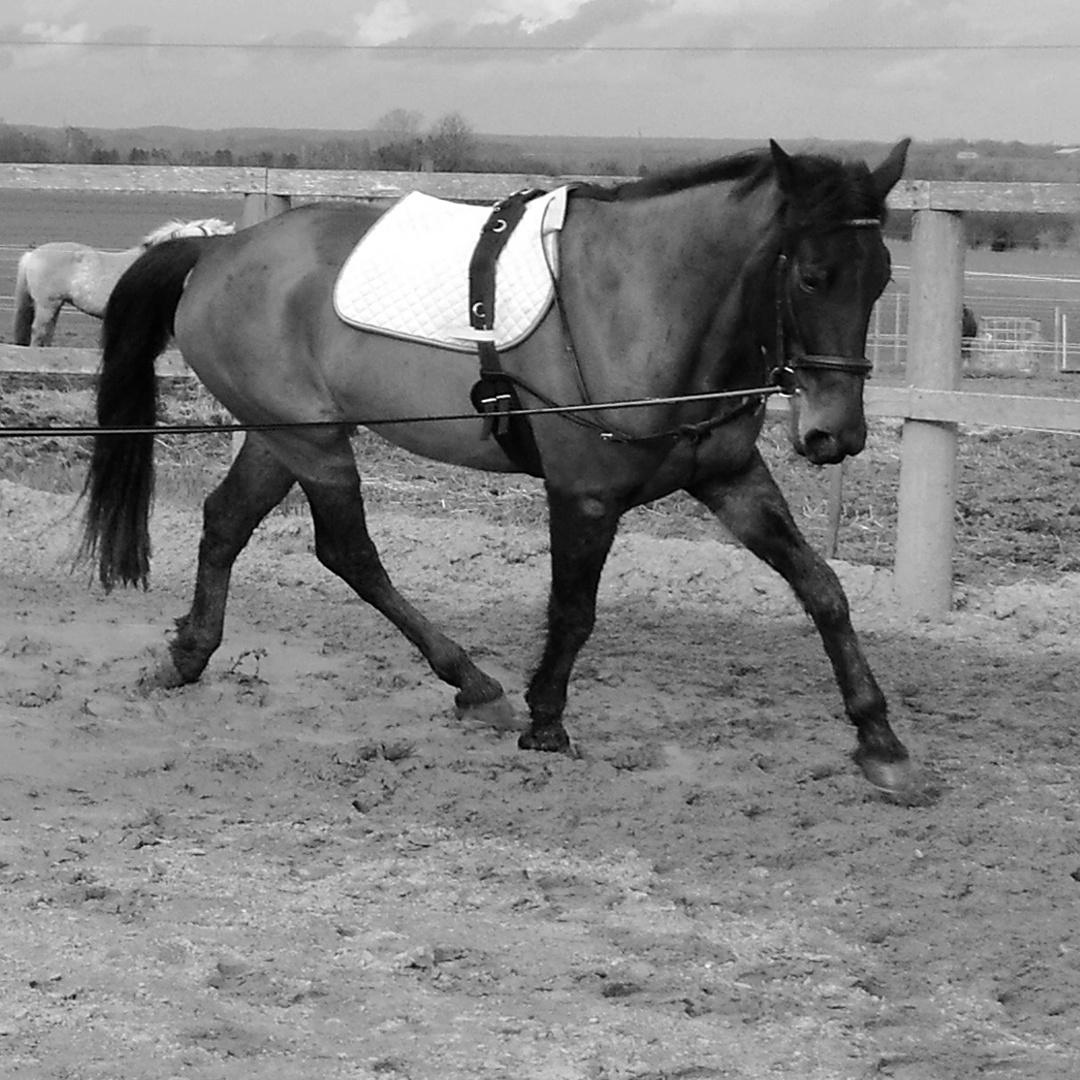 Anden særlig race Sacha  billede 6