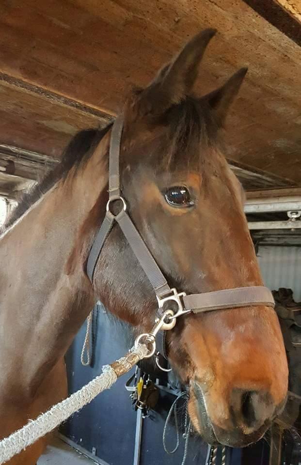 Anden særlig race Sacha  billede 16