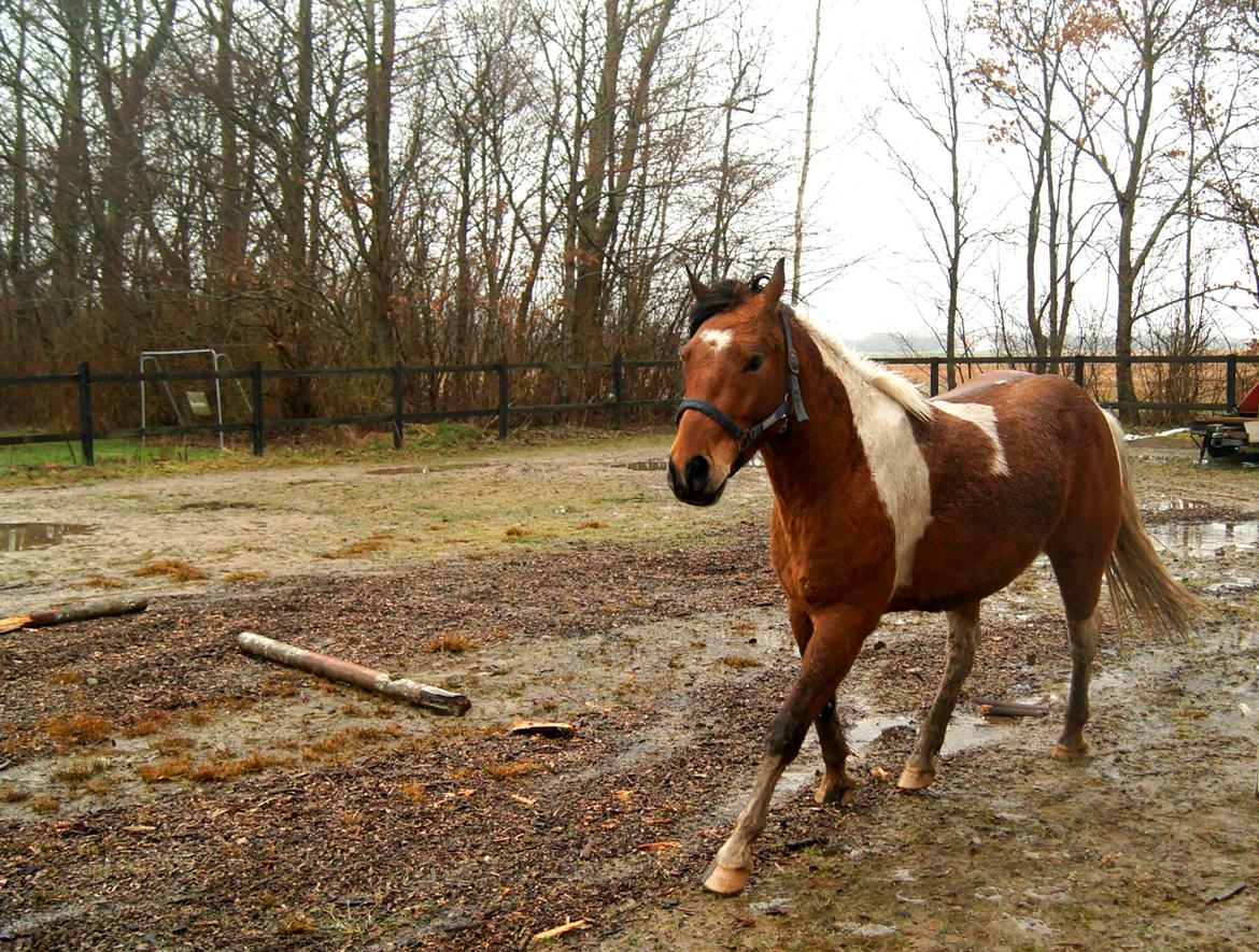 Anden særlig race Joey - Joey og jeg der leger på banen //april 2017 her lige knap 3 år billede 11