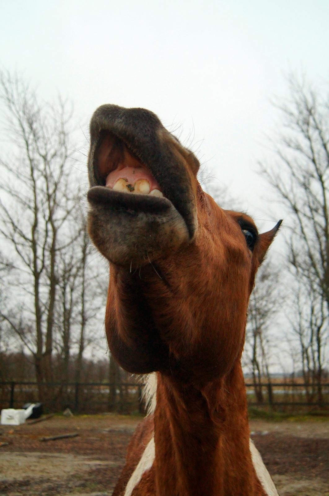 Anden særlig race Joey - Joey smiler på kommando, og har noget mellem tænderne :)) //april 2017 lige knap 3 år billede 13