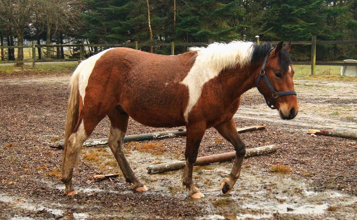 Anden særlig race Joey - Smukke dreng <3 //april 2017 lige knap 3 år billede 19