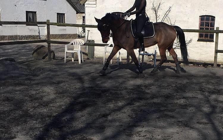 Traver Langesøs Fiona billede 2