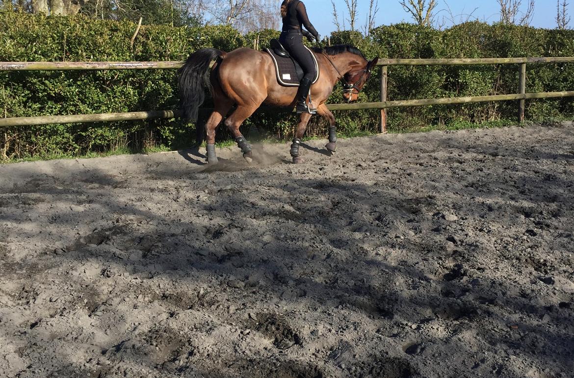 Traver Langesøs Fiona billede 10