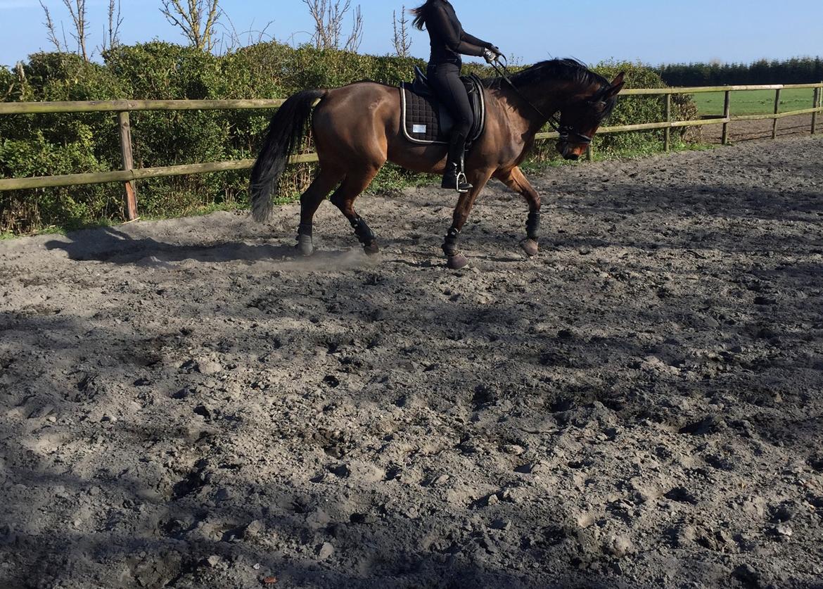 Traver Langesøs Fiona billede 8