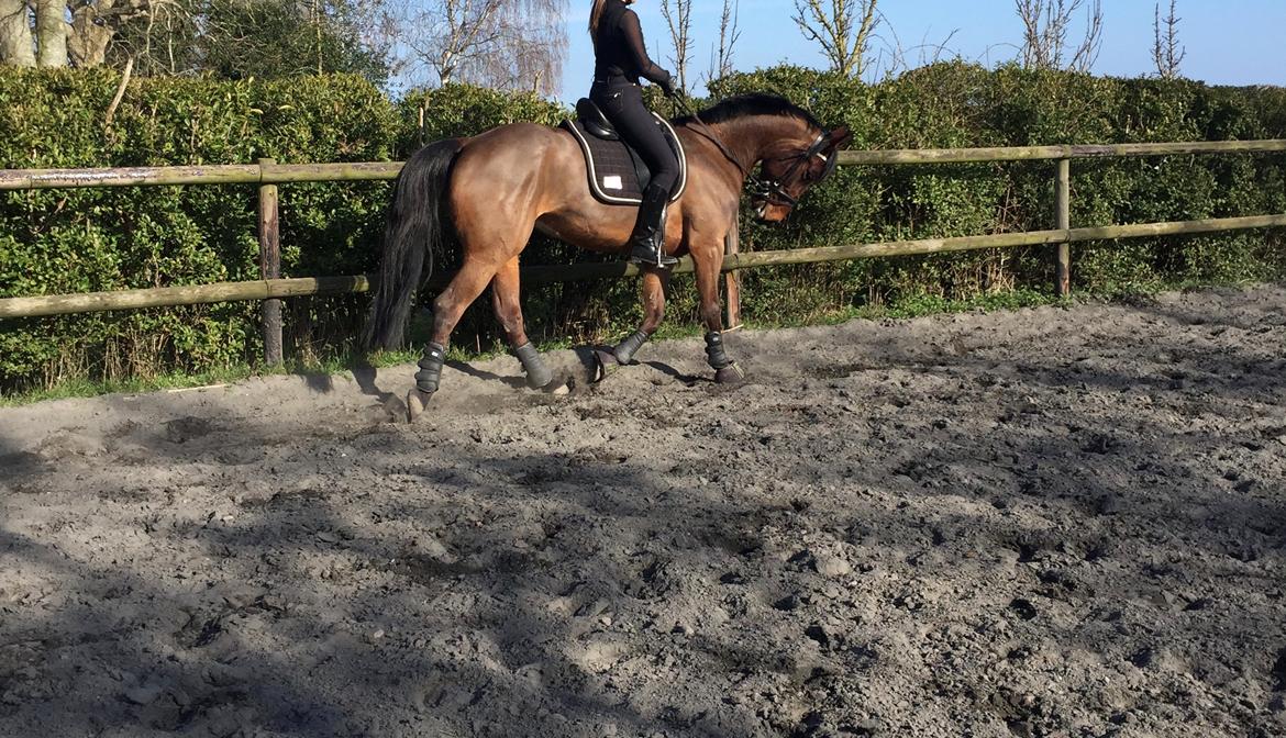 Traver Langesøs Fiona billede 6