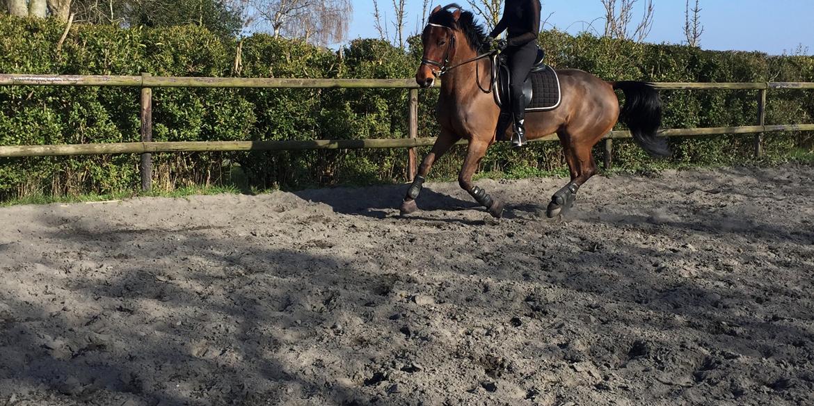 Traver Langesøs Fiona billede 14