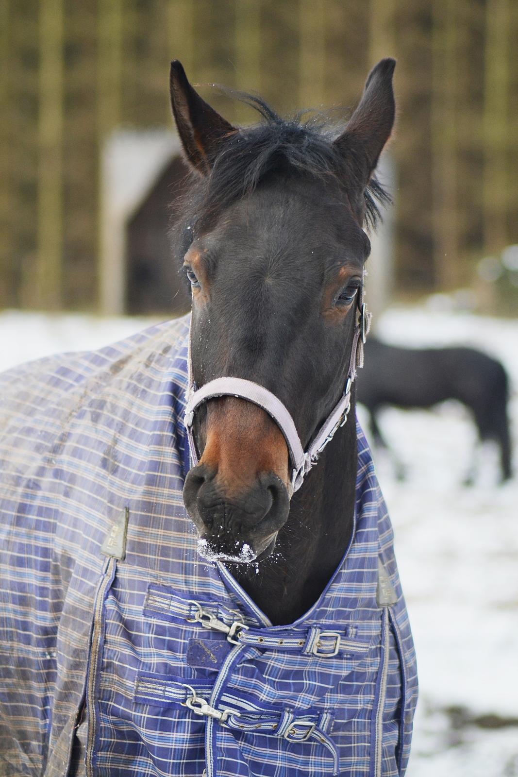 Anden særlig race Nyskovens silas af skovsøgård billede 7