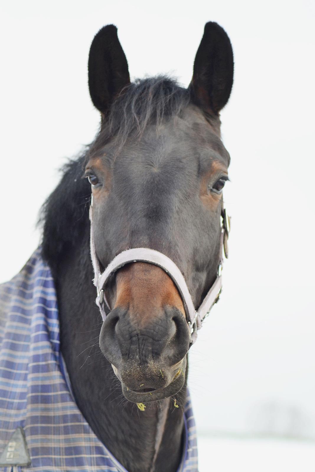 Anden særlig race Nyskovens silas af skovsøgård billede 19
