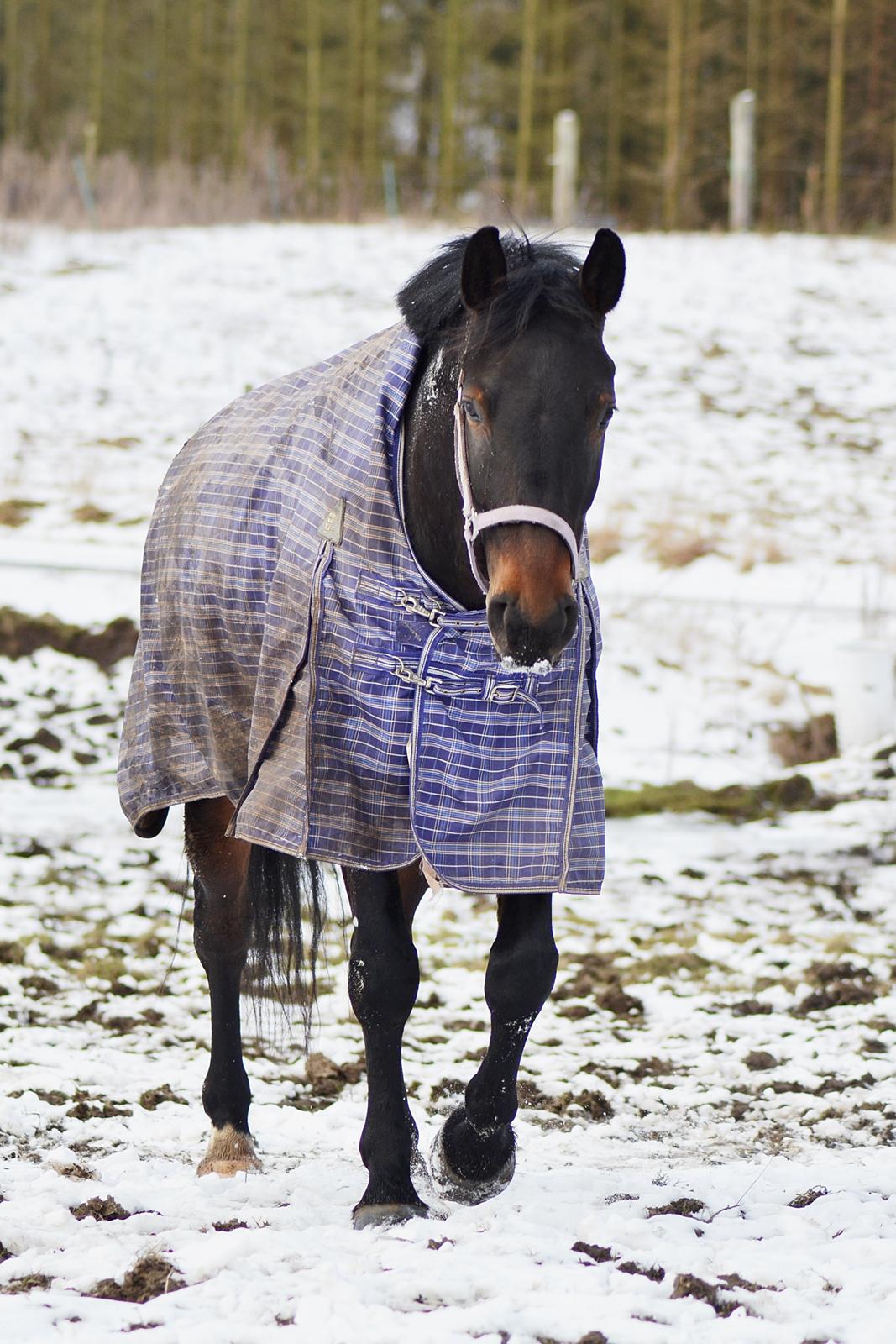 Anden særlig race Nyskovens silas af skovsøgård billede 11