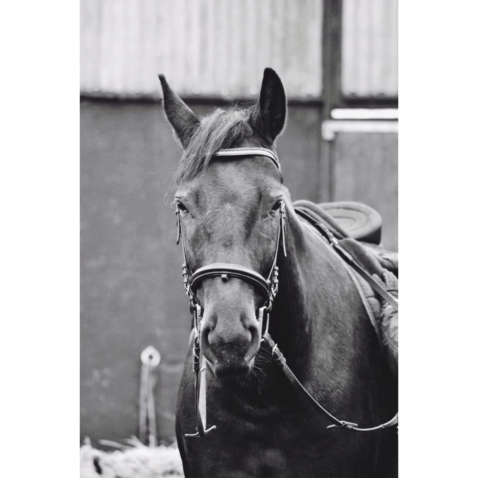 Anden særlig race Nyskovens silas af skovsøgård billede 9