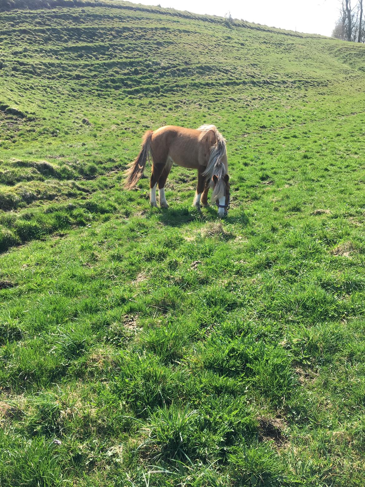 DSP Dragon  billede 6