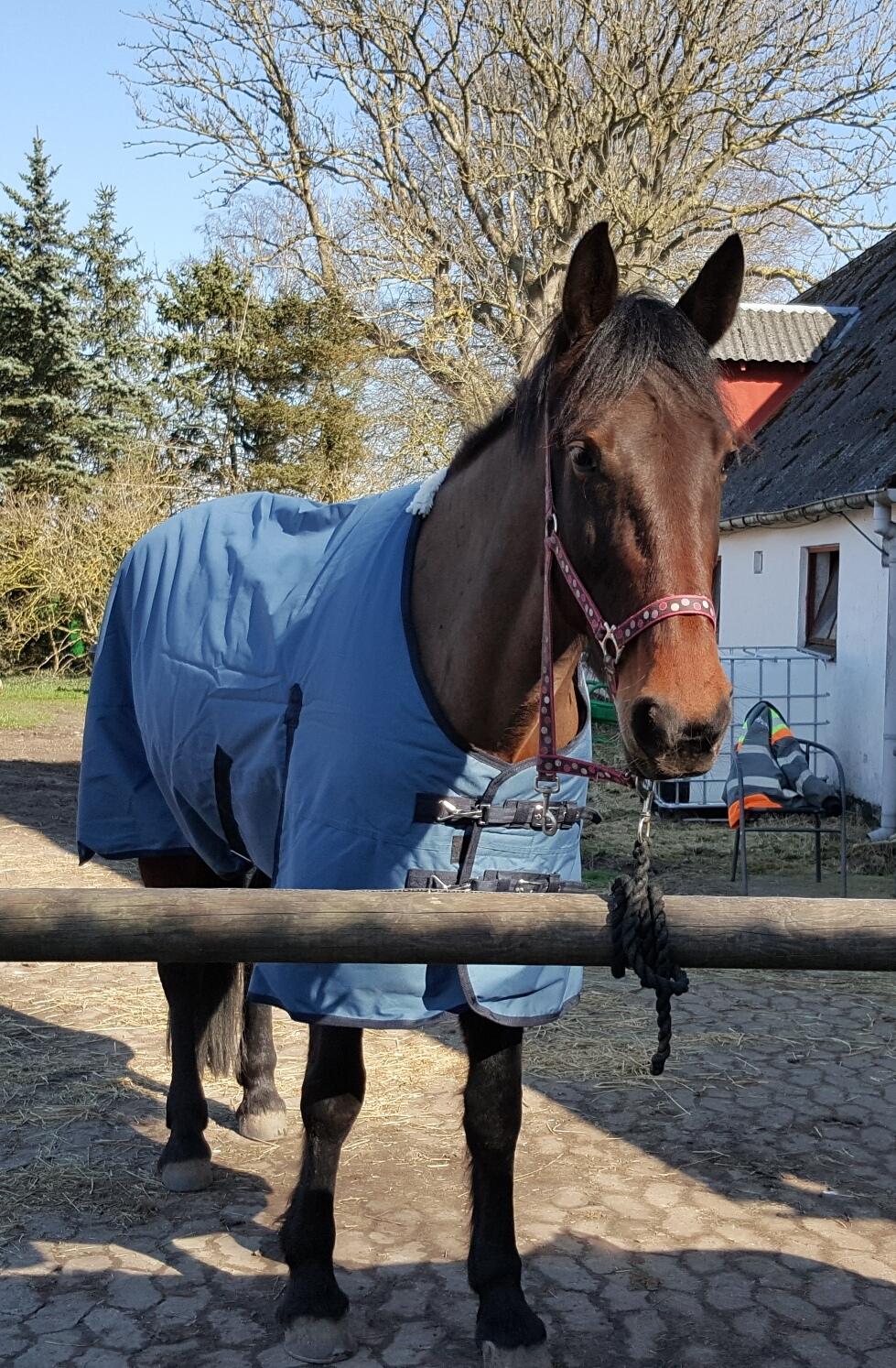 Anden særlig race Sacha  billede 4