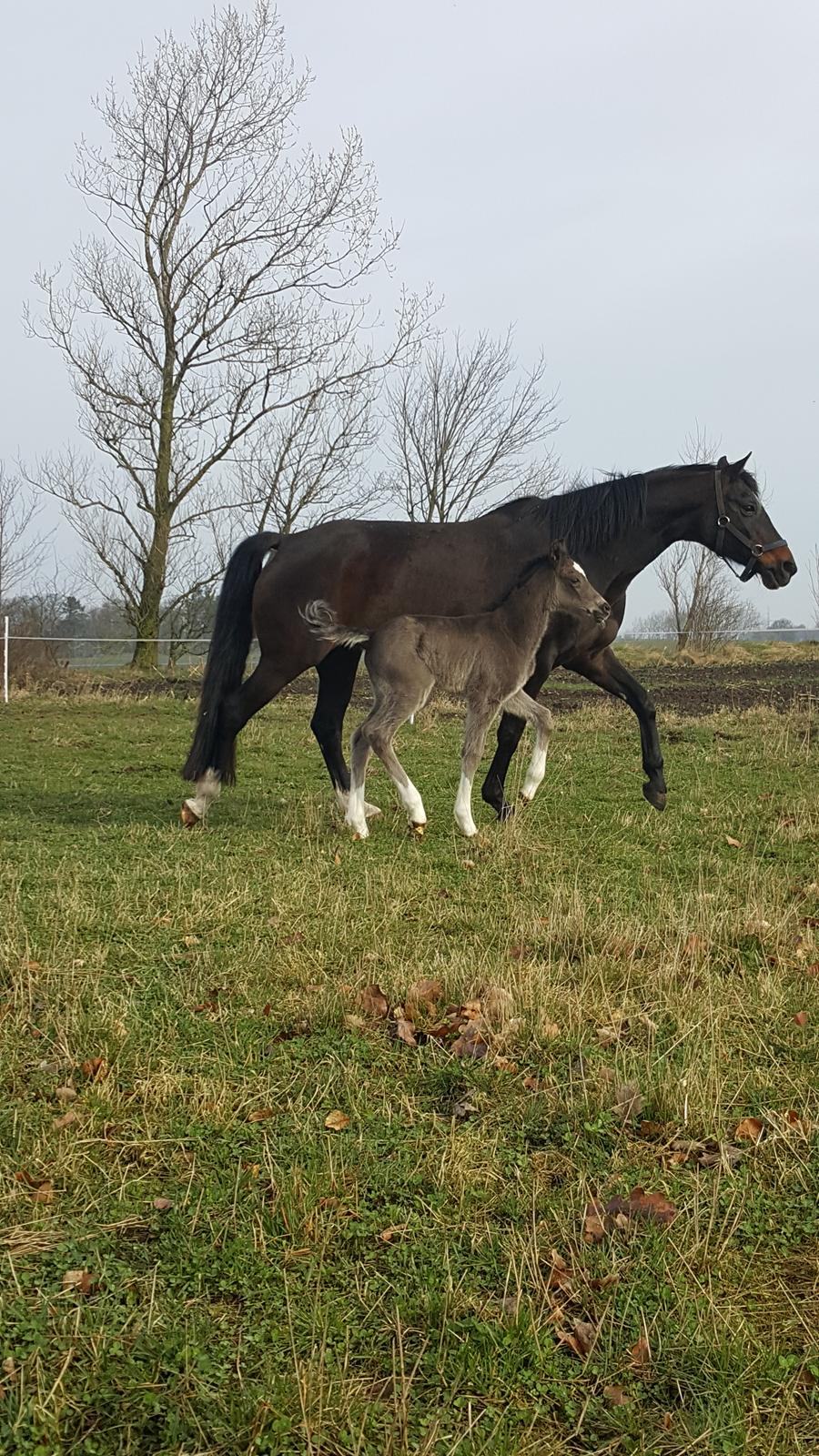 Welsh Partbred (Sec F) Struntze´s Good Point BRSDH 836 - 9 timer gammel og på fold en lille tur sammen med mor  billede 11