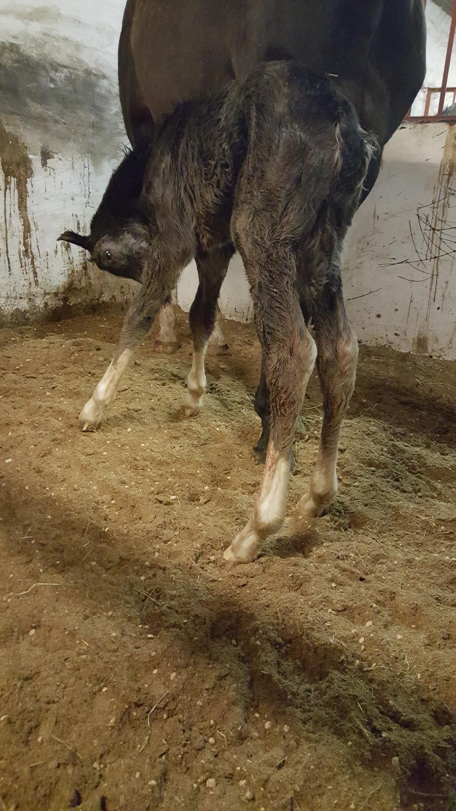 Welsh Partbred (Sec F) Struntze´s Good Point BRSDH 836 - Ny født og næsten lige kommet op og stå billede 16