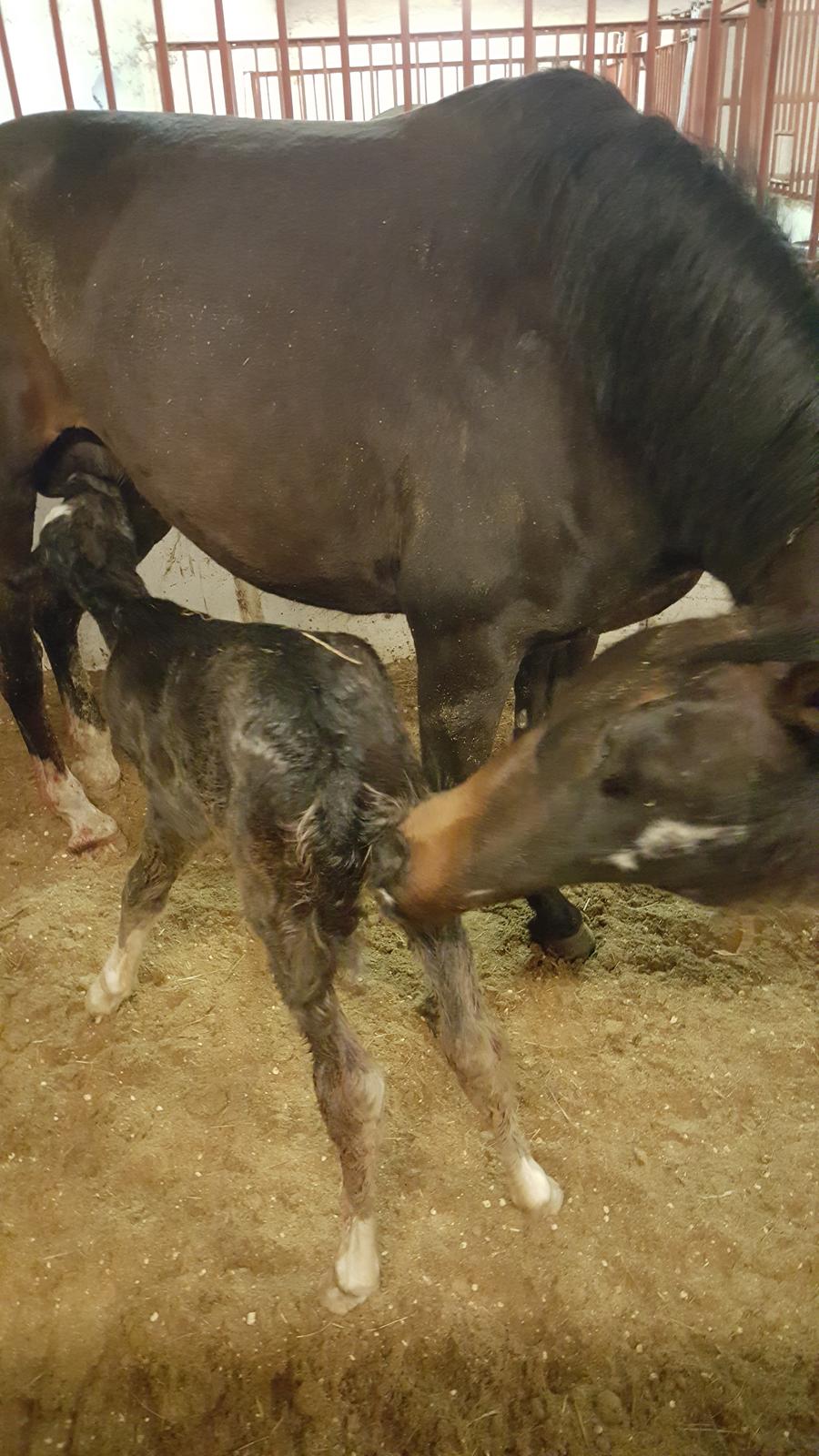 Welsh Partbred (Sec F) Struntze´s Good Point BRSDH 836 - Første mælketår lige knap 1 time gammel billede 17