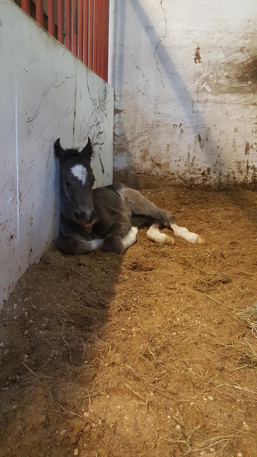 Welsh Partbred (Sec F) Struntze´s Good Point BRSDH 836 - Så blev det tid for en lille lur <3 billede 12