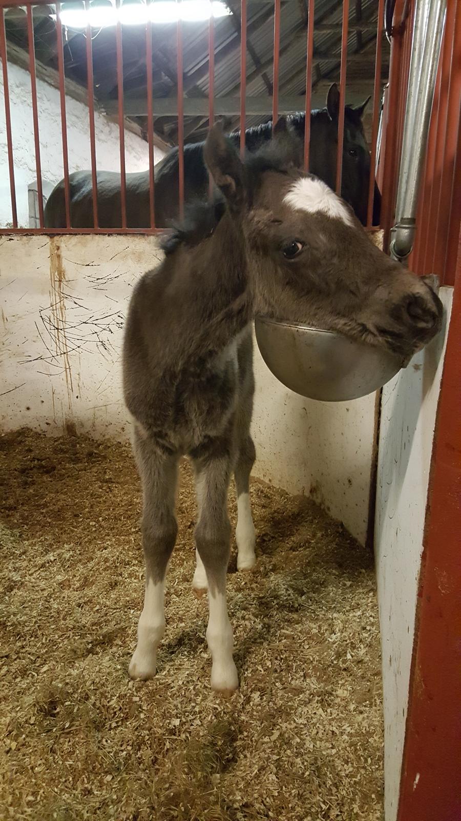 Welsh Partbred (Sec F) Struntze´s Good Point BRSDH 836 - En meget nysgerrig lille pige der gerne lige vil være med i det hele :) billede 18