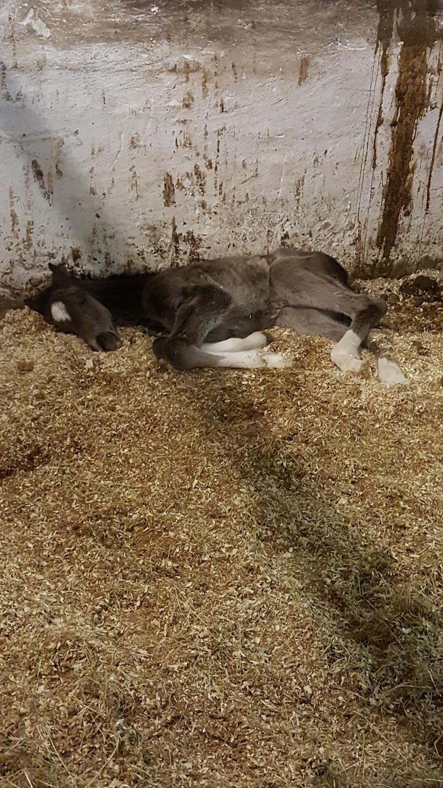 Welsh Partbred (Sec F) Struntze´s Good Point BRSDH 836 billede 19