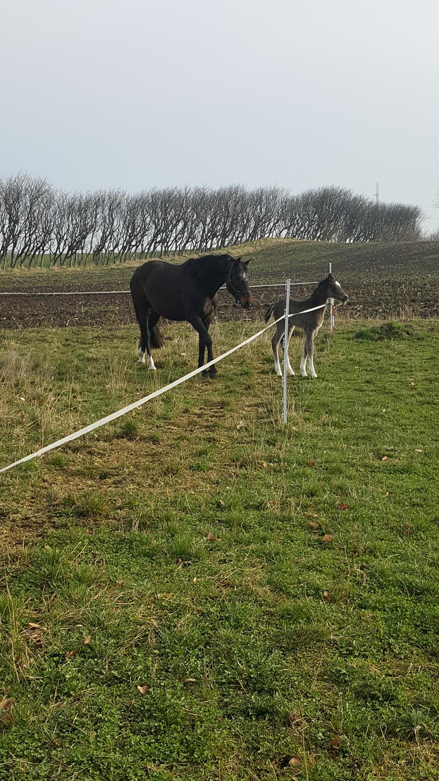 Welsh Partbred (Sec F) Struntze´s Good Point BRSDH 836 - Første gang på fold med mor 9 timer gammel , det der med et hegn skal man lige lære , så derfor kom de lige på en lille opsat fold uden strøm :) billede 20