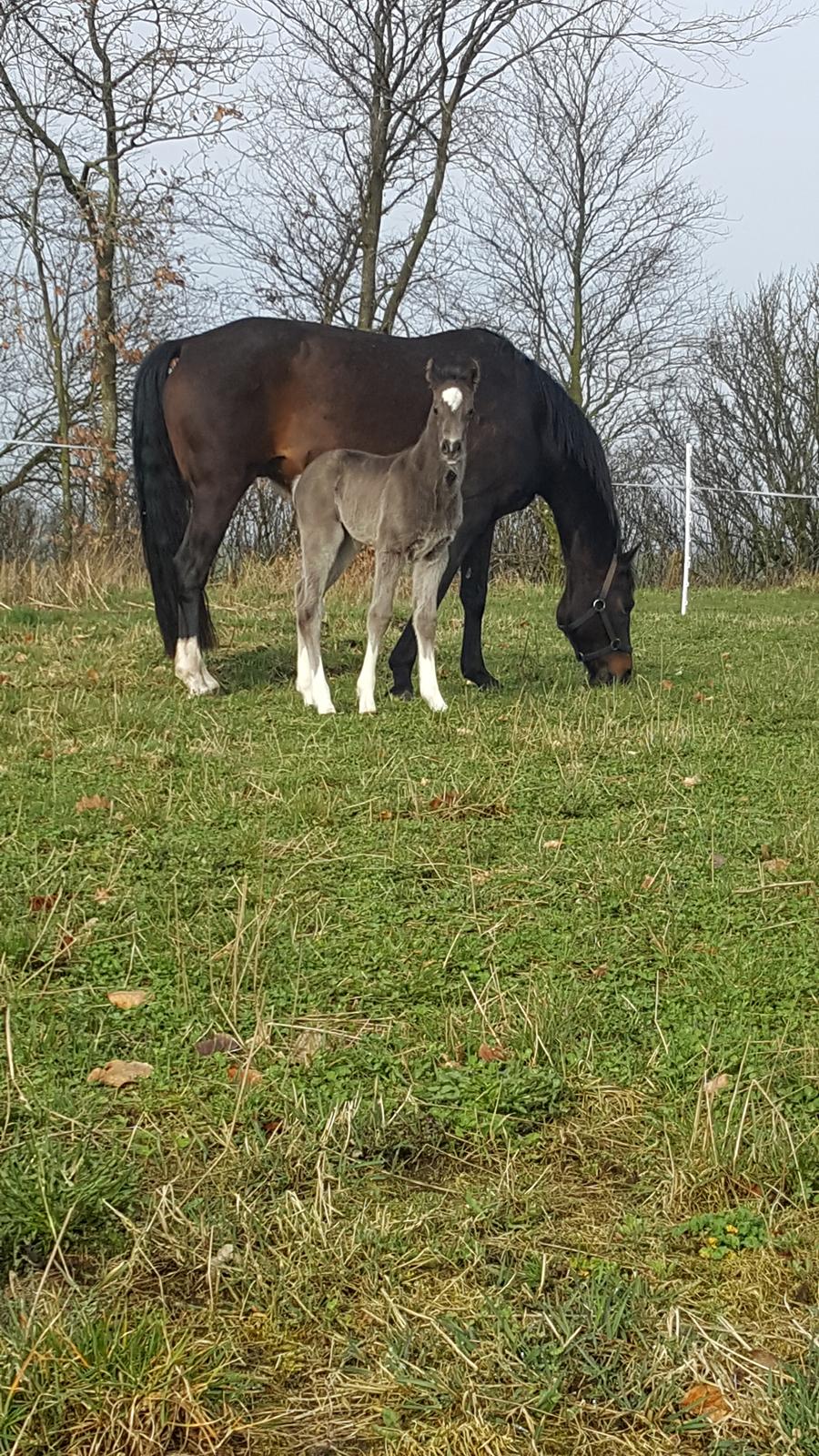 Welsh Partbred (Sec F) Struntze´s Good Point BRSDH 836 billede 21