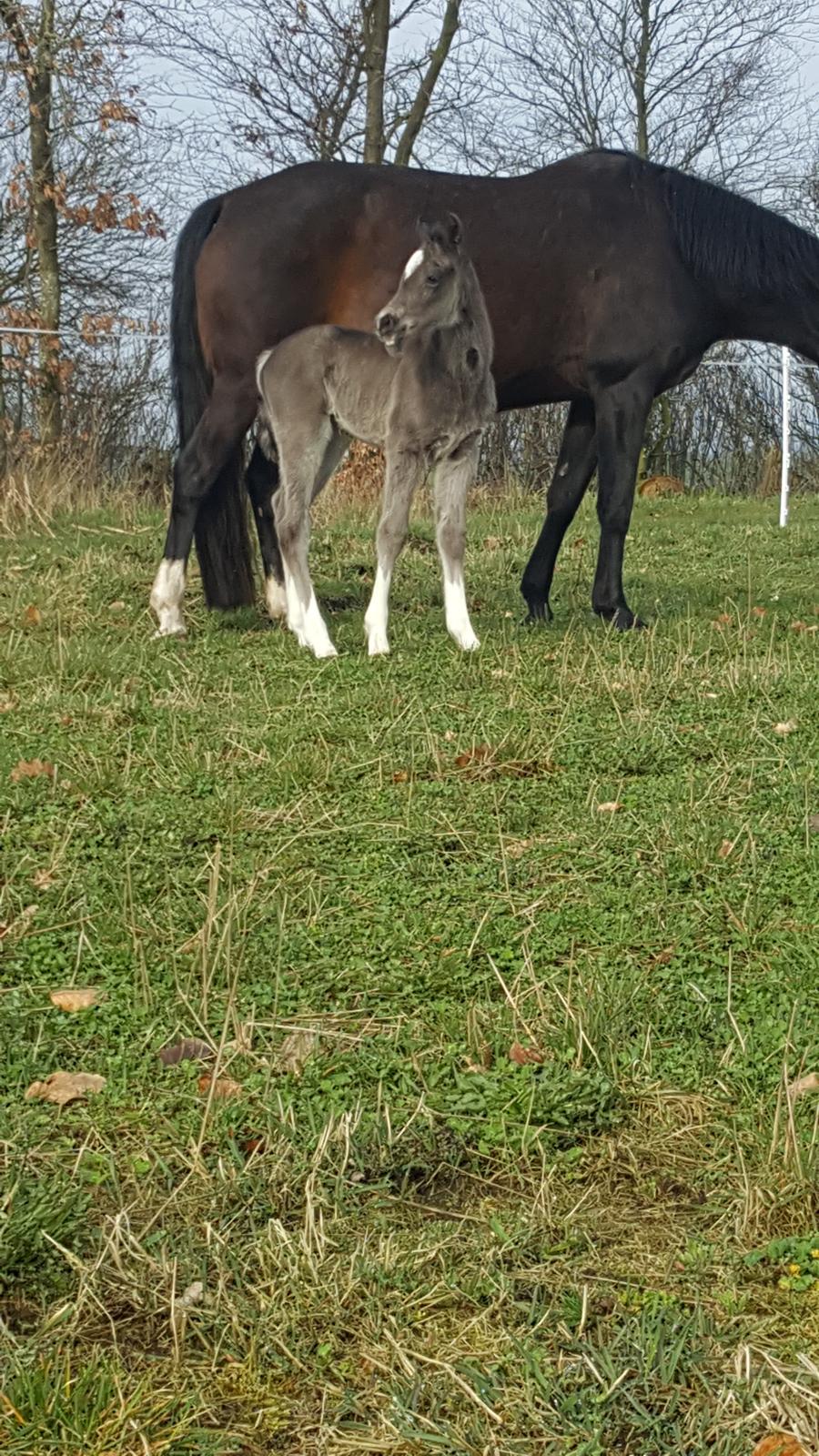 Welsh Partbred (Sec F) Struntze´s Good Point BRSDH 836 billede 22