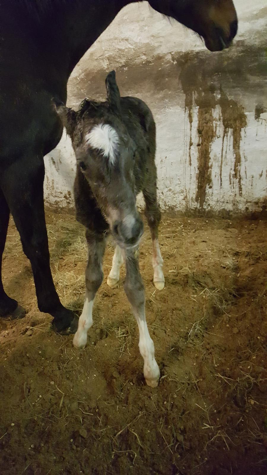 Welsh Partbred (Sec F) Struntze´s Good Point BRSDH 836 - Lige kommet op på bennne for første gang :) billede 23