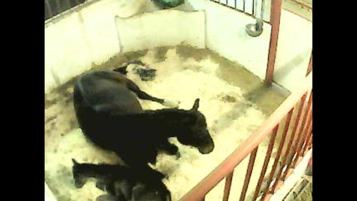 Welsh Partbred (Sec F) Struntze´s Good Point BRSDH 836 - To trætter piger <3 billede 28