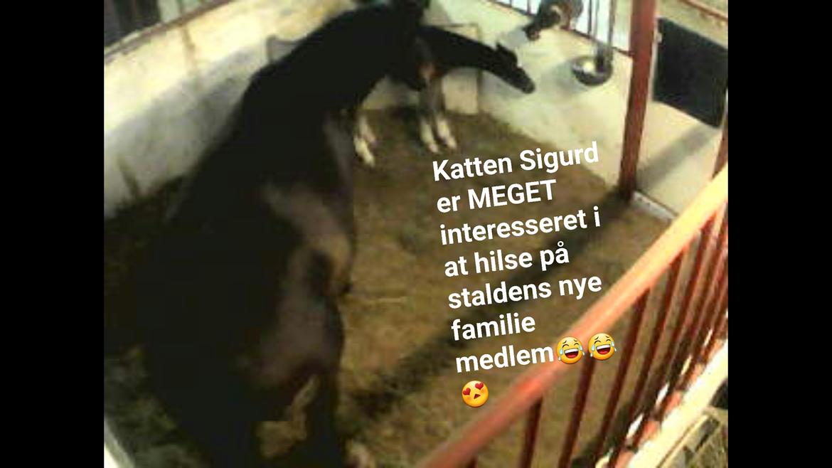 Welsh Partbred (Sec F) Struntze´s Good Point BRSDH 836 - Elsker mit web cam - så får man også alle de sjove billeder med :) billede 29